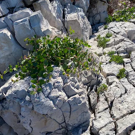 Terra Nostra Hvar Apartman *